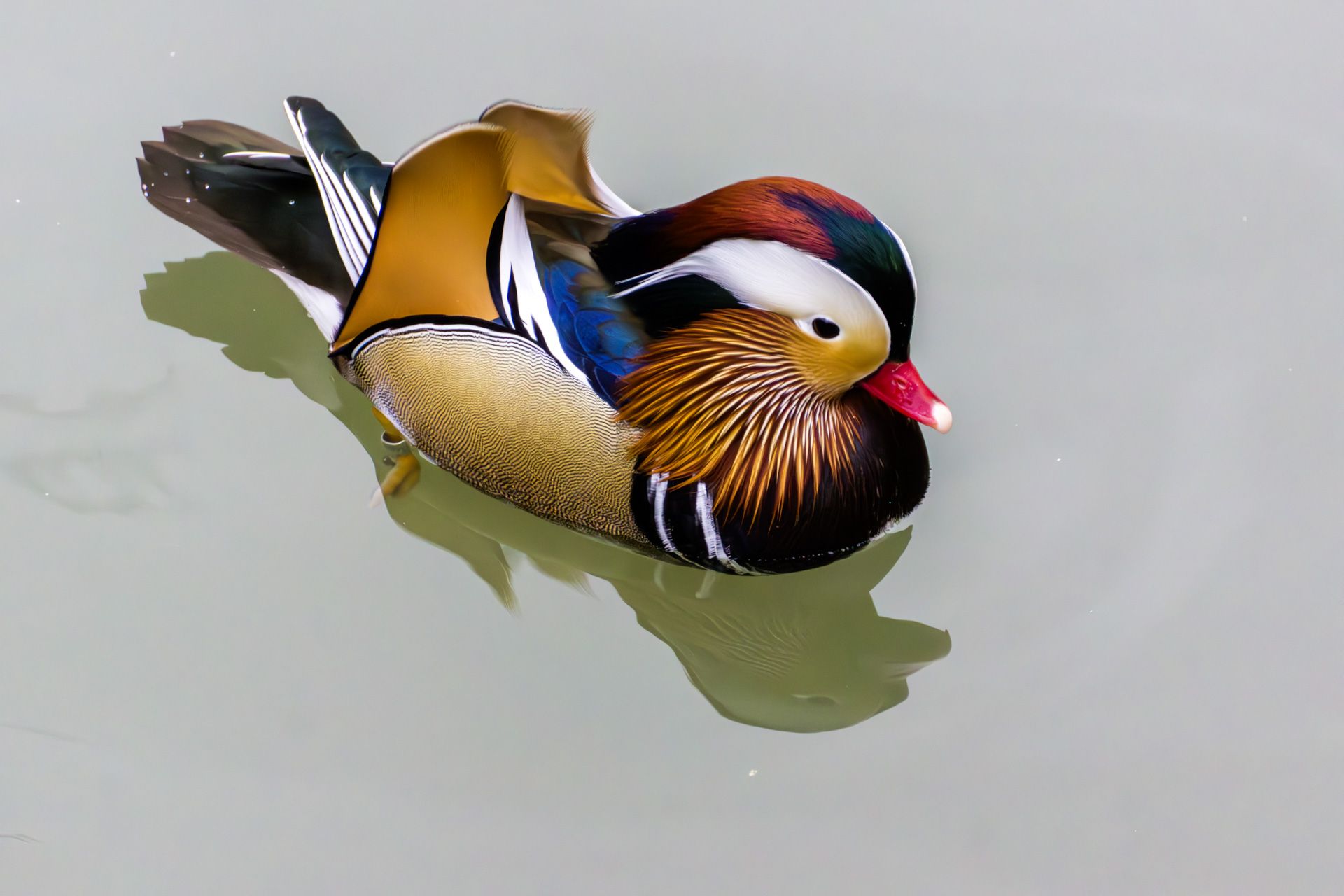 bunte Ente