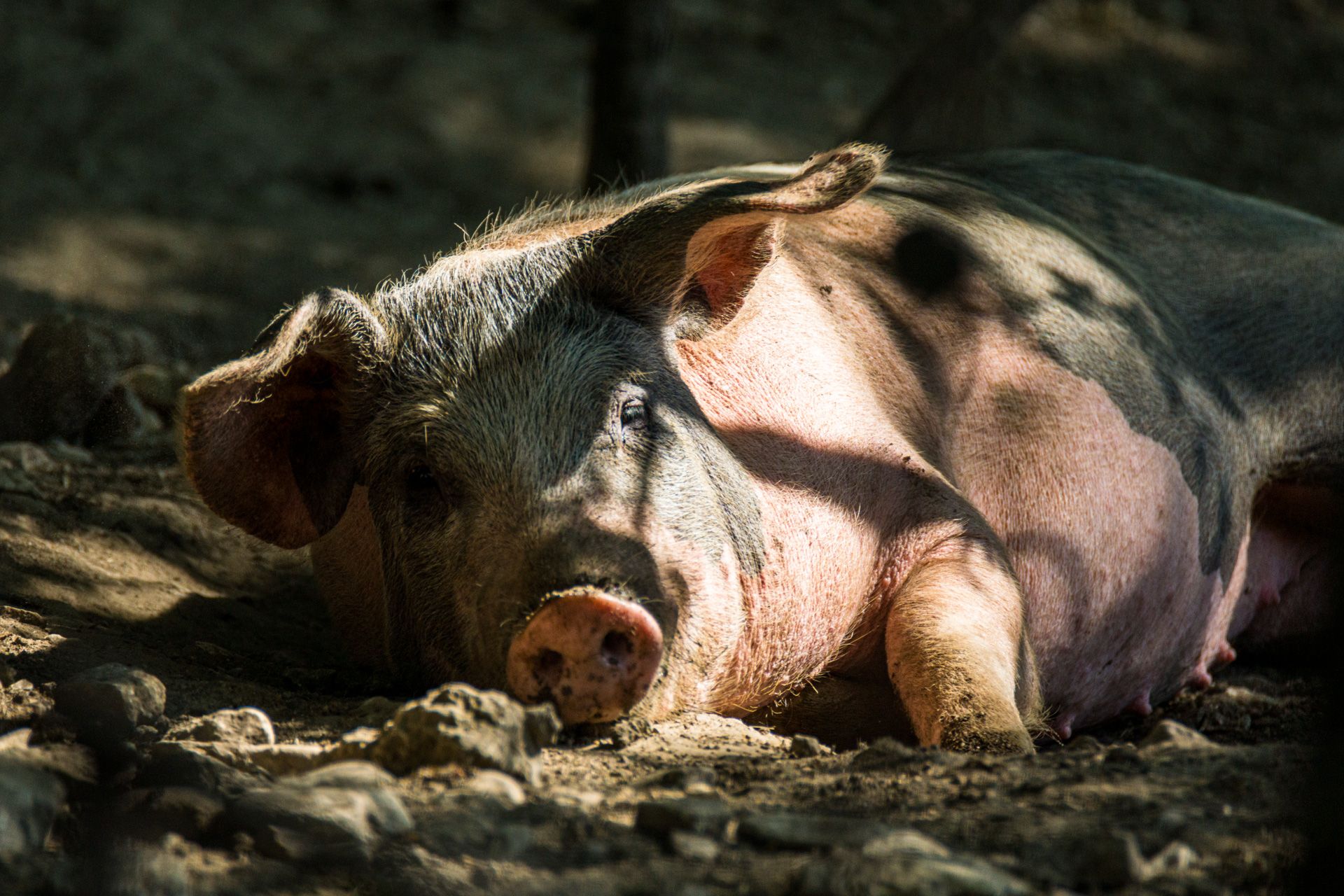 Ruhendes Schwein II